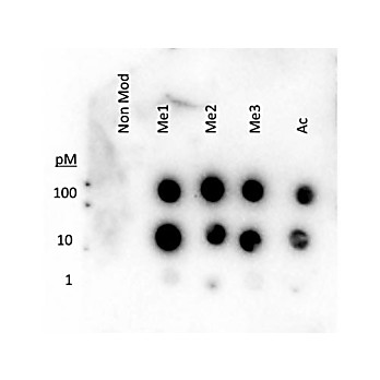 Histone H3 K27 methyl Antibody 50µg