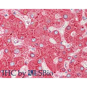 Anti-APOLIPOPROTEIN C-III (GOAT) Antibody, 1mg, Liquid (sterile filtered)