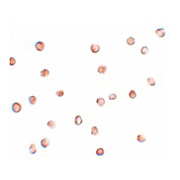 Anti-FAM82A1 (CHICKEN) Antibody, 100µg, Liquid (sterile filtered)