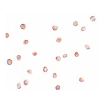 Anti-FAM82A1 (CHICKEN) Antibody, 100µg, Liquid (sterile filtered)