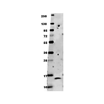 Anti-BDNF (RABBIT) Antibody, 100µg, Lyophilized