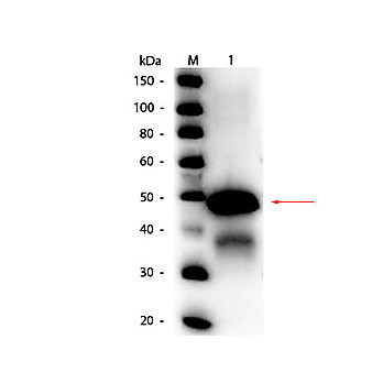 Anti-OVALBUMIN (Hen Egg White) (RABBIT) Antibody Peroxidase Conjugated, 100µg, Lyophilized