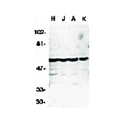 Caspase-10 Antibody 100µg