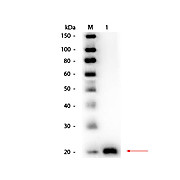 Anti-VEGF-165 (RABBIT) Antibody Biotin Conjugated, 100µg, Lyophilized