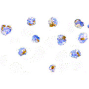 Flip Antibody ms cterm 100µg