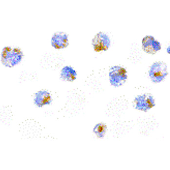 Flip Antibody ms cterm 100µg