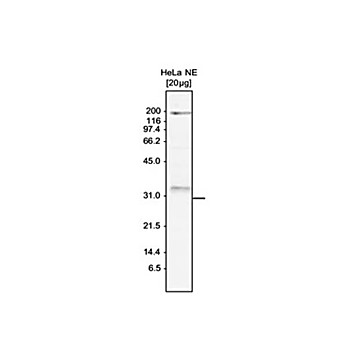Anti-SKI8 (RABBIT) Antibody, 150µg, Liquid (sterile filtered)