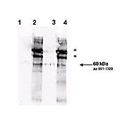 Anti-Yeast Rad9 pS1260 (RABBIT) Antibody, 100µg, Liquid (sterile filtered)