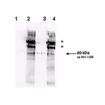 Anti-Yeast Rad9 pS1260 (RABBIT) Antibody, 100µg, Liquid (sterile filtered)