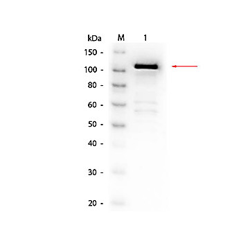 Anti-BETA GALACTOSIDASE (E.coli) (RABBIT) Antibody Biotin Conjugated, 100µg, Lyophilized