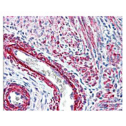 Anti-Myosin pS19/pS20 (RABBIT) Antibody, 100µg, Liquid (sterile filtered)