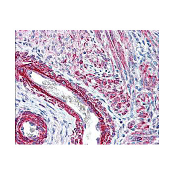 Anti-Myosin pS19/pS20 (RABBIT) Antibody, 100µg, Liquid (sterile filtered)