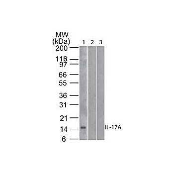 hu Anti-IL-17A Biotin [4H1524.1] 100µg