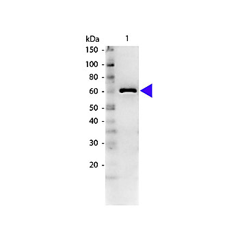 Anti-BOVINE SERUM ALBUMIN (RABBIT) Antibody, 100µg, Lyophilized