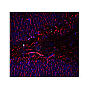 Anti-Tubulin beta 3 (Mouse) Antibody, 100µL, Liquid