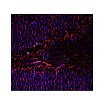 Anti-Tubulin beta 3 (Mouse) Antibody, 100µL, Liquid