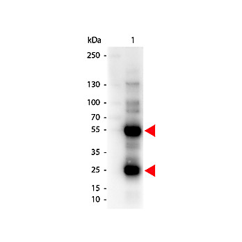 Anti-SHEEP IgG (H&L) (DONKEY) Antibody, 50mg, Lyophilized