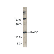 RAIDD Antibody cterm 100µg
