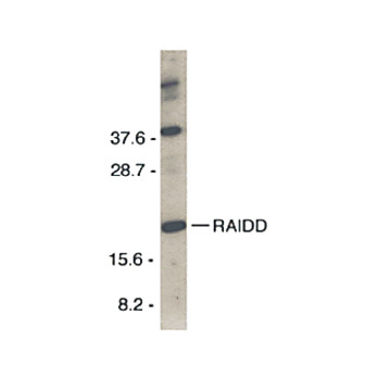 RAIDD Antibody cterm 100µg