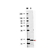 Anti-Human IL-17F (RABBIT) Antibody, 100µg, Lyophilized
