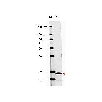 Anti-Human IL-17F (RABBIT) Antibody, 100µg, Lyophilized