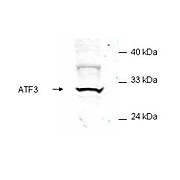 Anti-ATF3 (RABBIT) Antibody, 100µg, Liquid (sterile filtered)