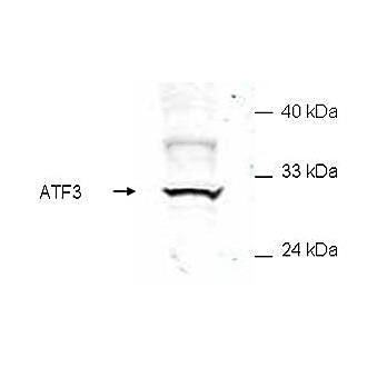 Anti-ATF3 (RABBIT) Antibody, 100µg, Liquid (sterile filtered)