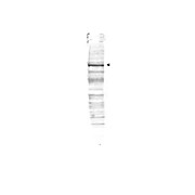 Anti-CDC27 (RABBIT) Antibody, 100µg, Liquid (sterile filtered)