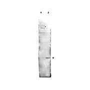 Anti-Histone H2AvD pS137 (RABBIT) Antibody, 100µg, Liquid (sterile filtered)