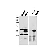Anti-cbl-c (RABBIT) Antibody, 100µg, Liquid (sterile filtered)