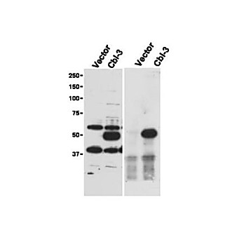 Anti-cbl-c (RABBIT) Antibody, 100µg, Liquid (sterile filtered)