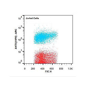 AKT2 APC Antibody [11F6.B2] 50µg