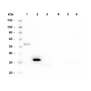 Anti-HUMAN IgG F(c) (MOUSE) Antibody, 100µg, Liquid (sterile filtered)