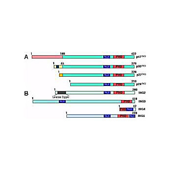Anti-p47 ING3 (GOAT) Antibody, 100µg, Liquid (sterile filtered)