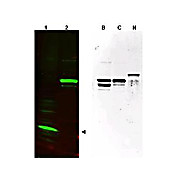Anti-SPANX (pan) (RABBIT) Antibody, 100µg, Liquid (sterile filtered)