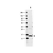 Anti-Rat IL-17A (RABBIT) Antibody, 100µg, Lyophilized