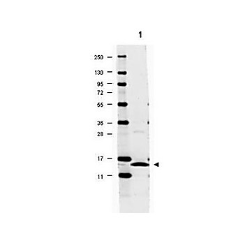 Anti-Rat IL-17A (RABBIT) Antibody, 100µg, Lyophilized
