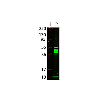 Anti-MALTOSE BINDING PROTEIN (MBP) EPITOPE TAG (RABBIT) Antibody Biotin Conjugated, 100µg, Lyophilized