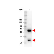 Anti-SWINE IgG (H&L) (RABBIT) Antibody Peroxidase Conjugated, 20mg, Lyophilized