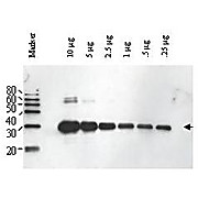Anti-ULP1 (RABBIT) Antibody, 500µg, Lyophilized