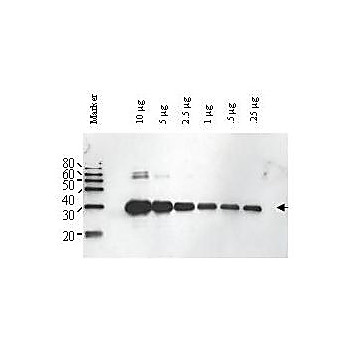 Anti-ULP1 (RABBIT) Antibody, 500µg, Lyophilized