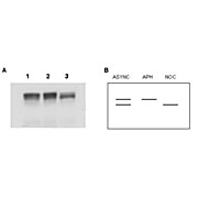 Anti-MCM2 (RABBIT) Antibody, 100µg, Liquid (sterile filtered)