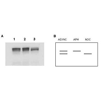 Anti-MCM2 (RABBIT) Antibody, 100µg, Liquid (sterile filtered)