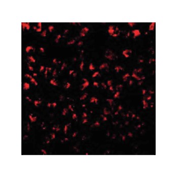 Anti-Eotaxin (RABBIT) Antibody, 100µg, Liquid (sterile filtered)