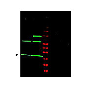 Anti-MAD2L1 (RABBIT) Antibody, 100µg, Liquid (sterile filtered)
