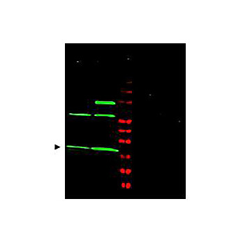 Anti-MAD2L1 (RABBIT) Antibody, 100µg, Liquid (sterile filtered)