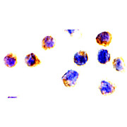 AIF nterm Antibody 100µg