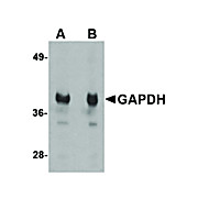 GAPDH Antibody nterm 100µg