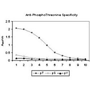 Anti-PhosphoThreonine (pT) Monoclonal Antibody, 100µL, Liquid (sterile filtered)