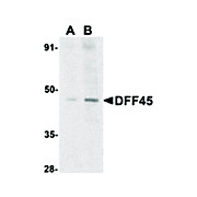 DFF45 Antibody nterm 100µg